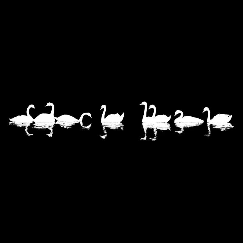 Swans are reflected in the water