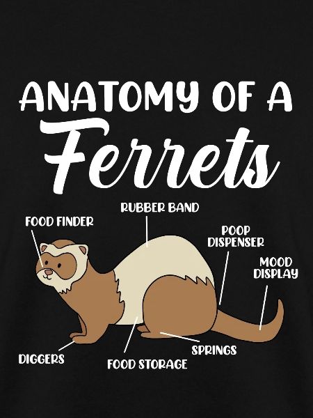 Ferret