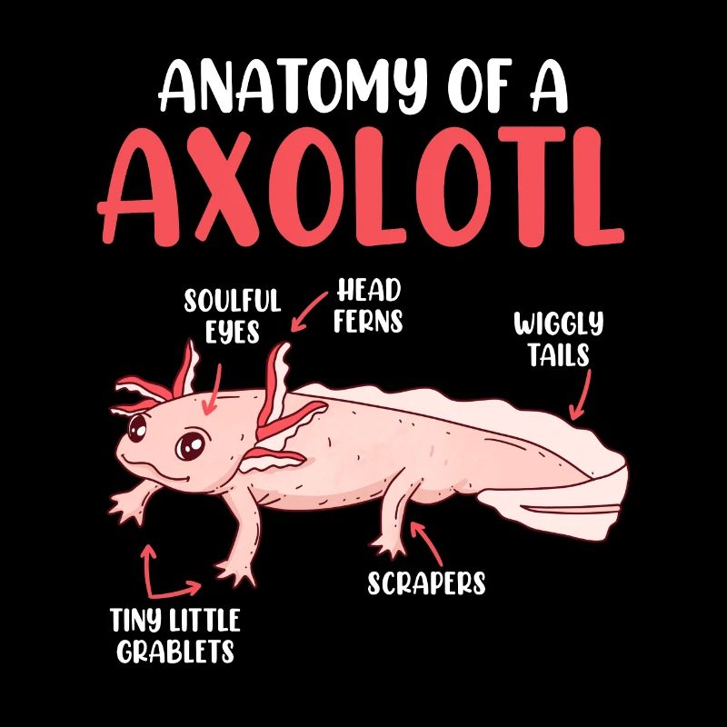 Aquarium Reptiil Lurch anatomie d’un axolotl
