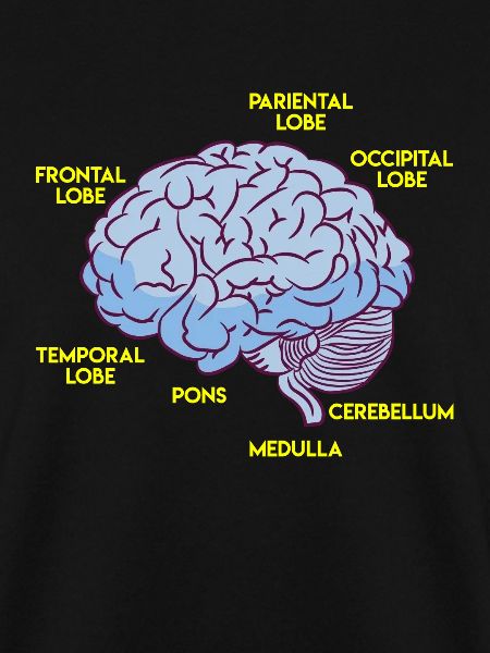 Anatomie eines Gehirns