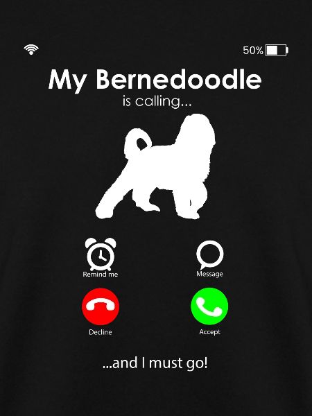 Bernedoodle Hund