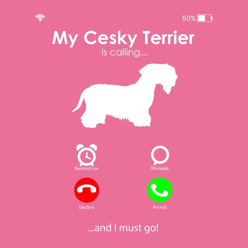 Cesky Terrier Chien - Cesky Terrier