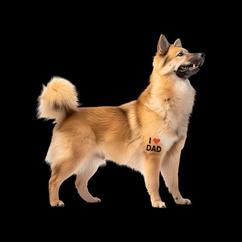 Norwegian Buhund Dad Papa