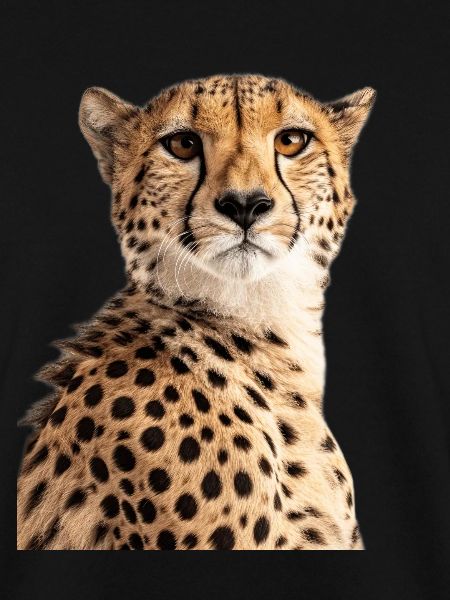 Guépard