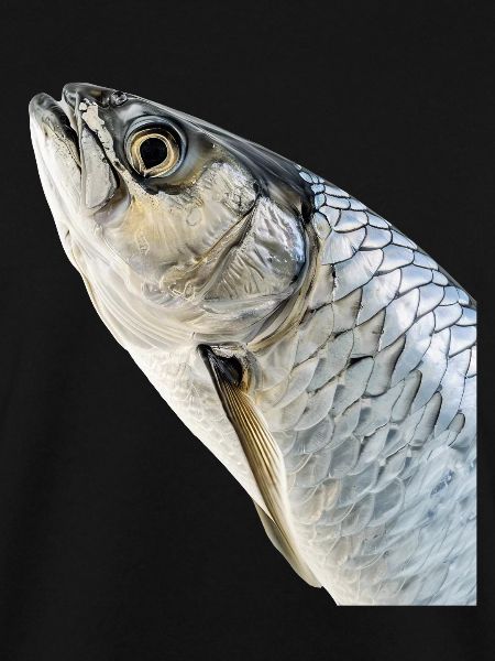 Tarpon