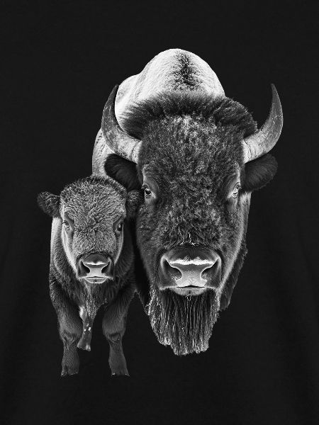 Bison