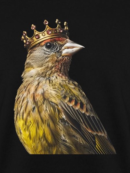 Finch Bird