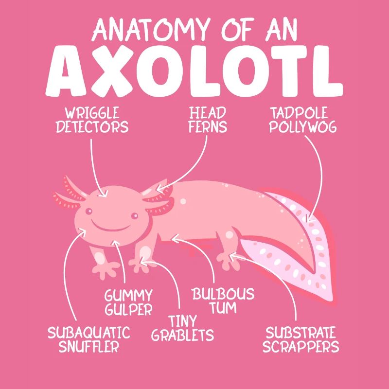 Anatomie Eines Mexikanischen Wanderfisches Axolotl