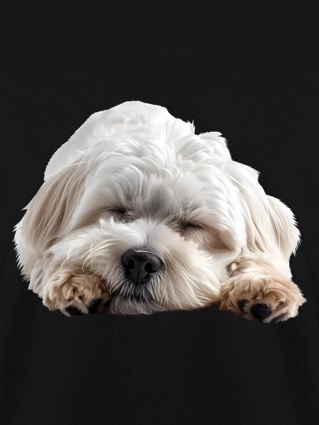Coton de tulear