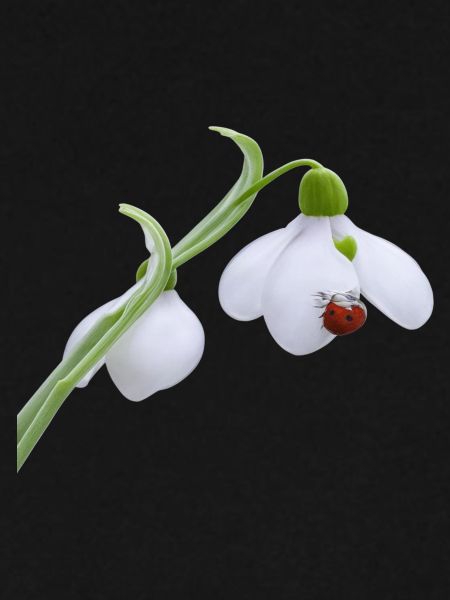Schneeglöckchen-Marienkäferblüte