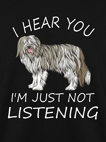 Bearded Collie