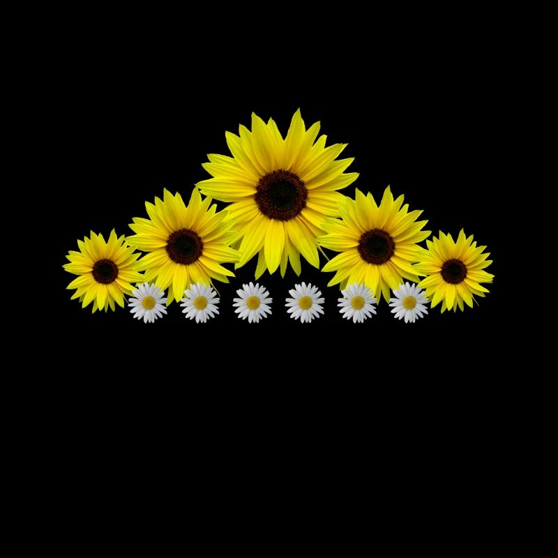 Tournesols, marguerites, fleurs, fleurs, fleurs