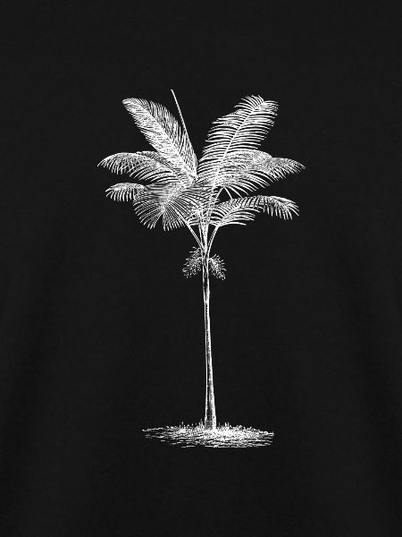 Palme Palm