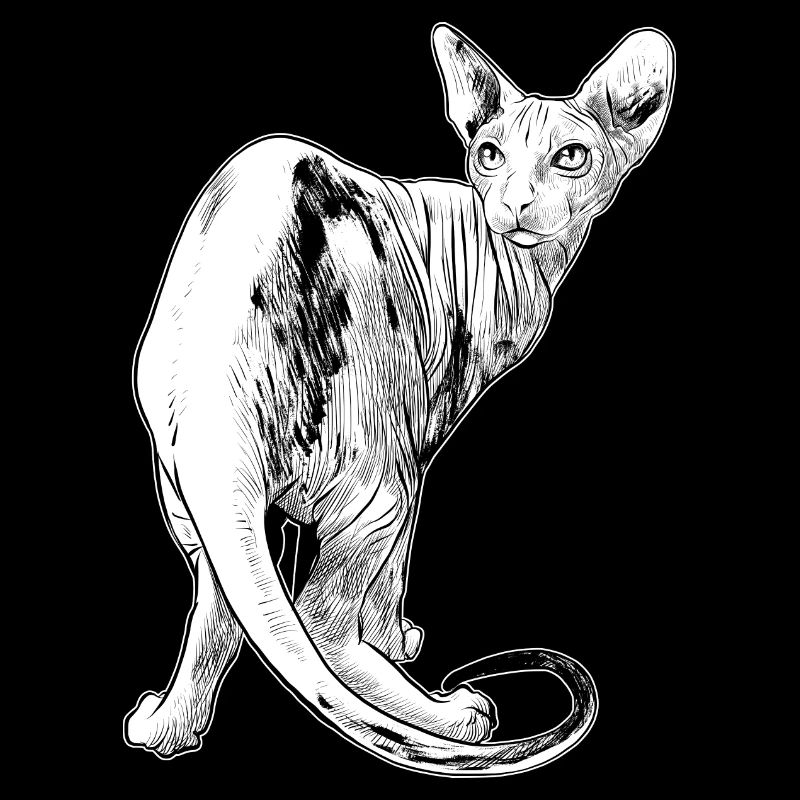 Katze Spynx Haustier