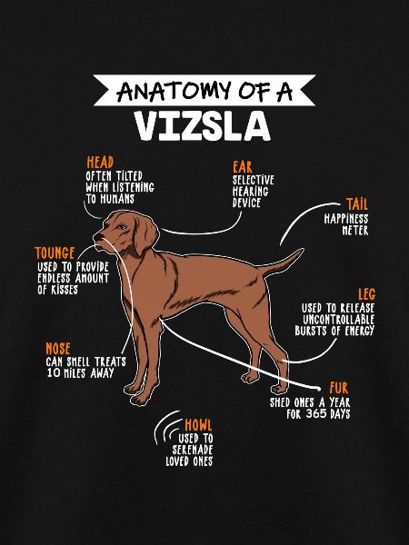 Vizsla Anatomie Hunde Geschenk
