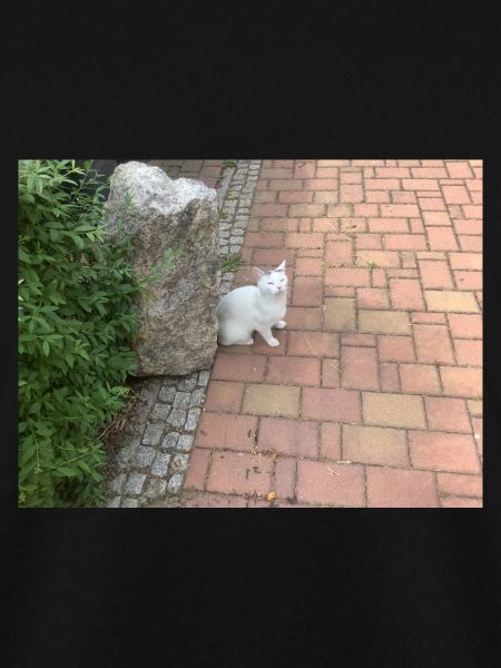 Katze Busch Mülltonne Stein