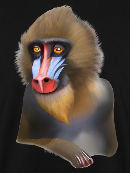 Mandrill Monkey
