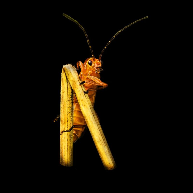 Beetle Aussichtspunkt