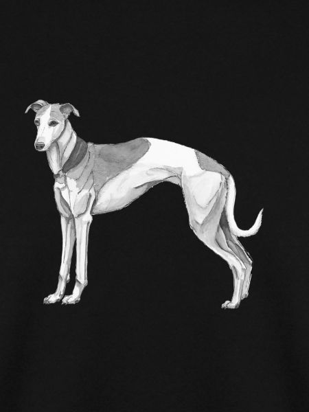 Whippet