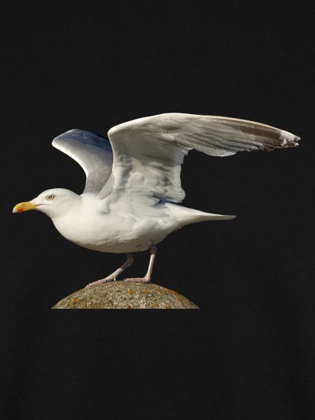 seagull gull moewe2