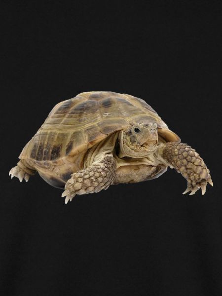 turtle schildkroete tiere animals7