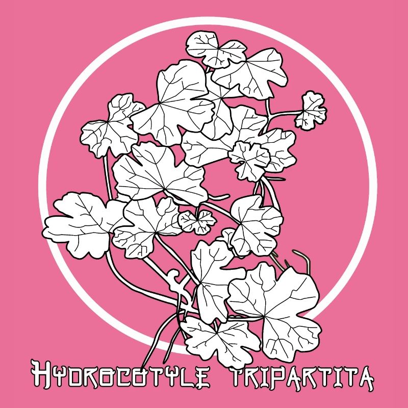 Hydrocotyle tripartita