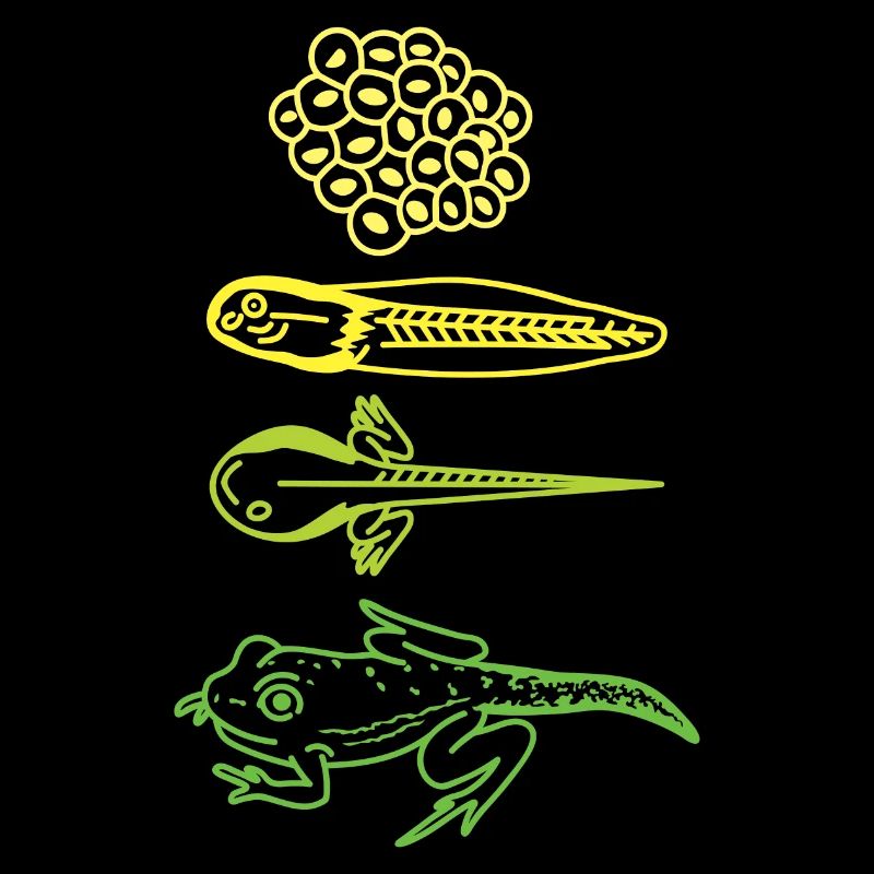 Lebenszyklus der Froschkaulquappe