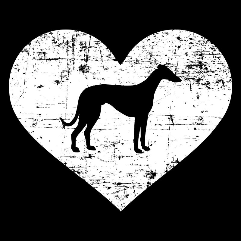 Whippet