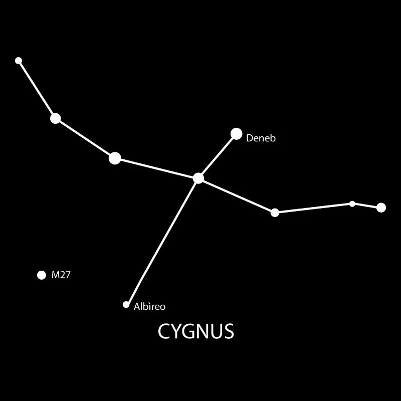 cygne