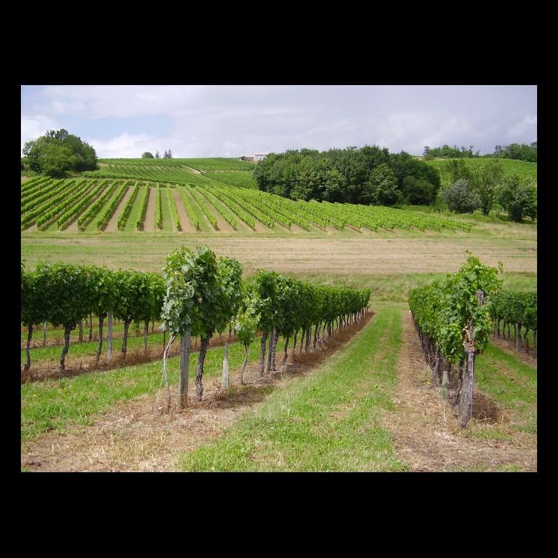 Weinberge
