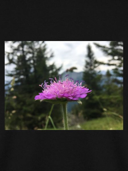 Frühling Blümchen