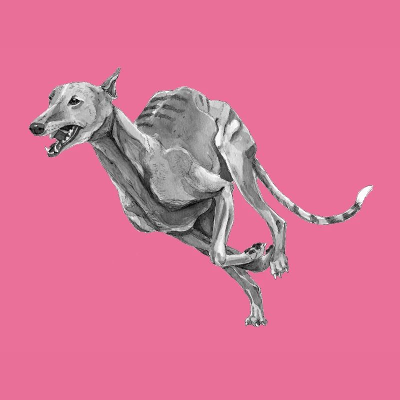 Windhund