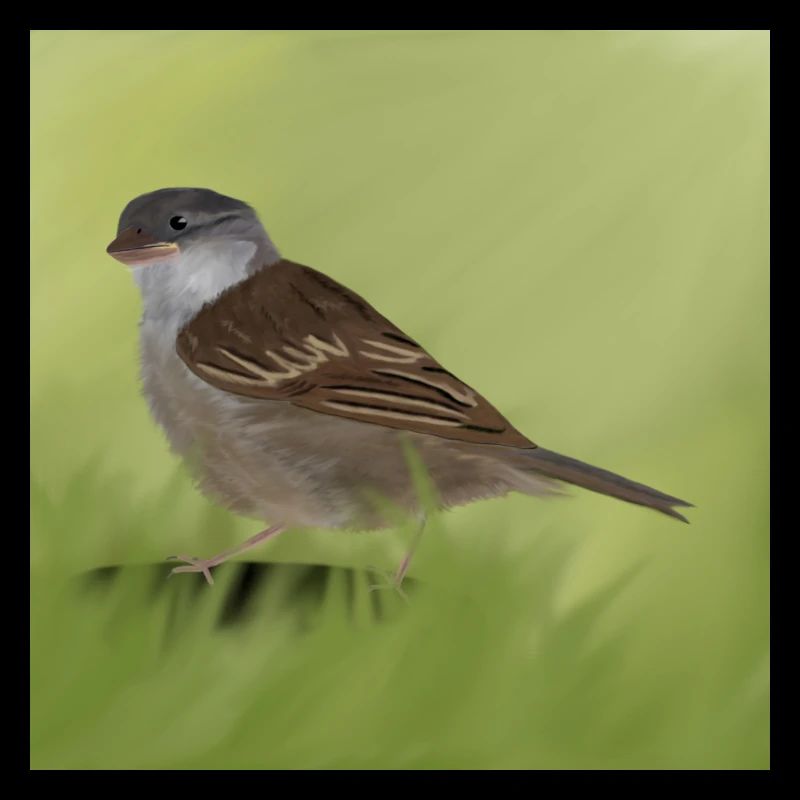 Spatz