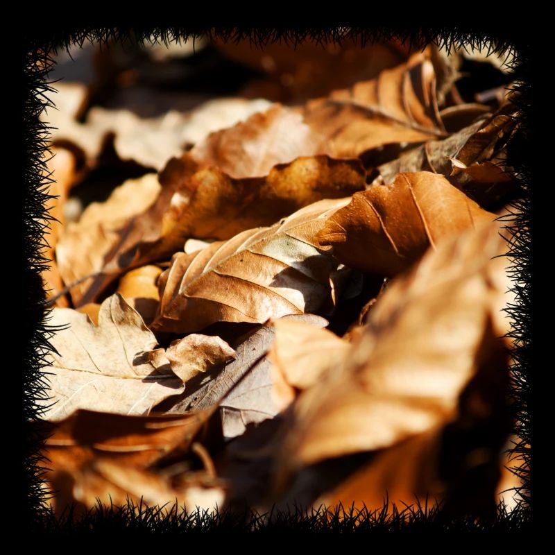 feuille