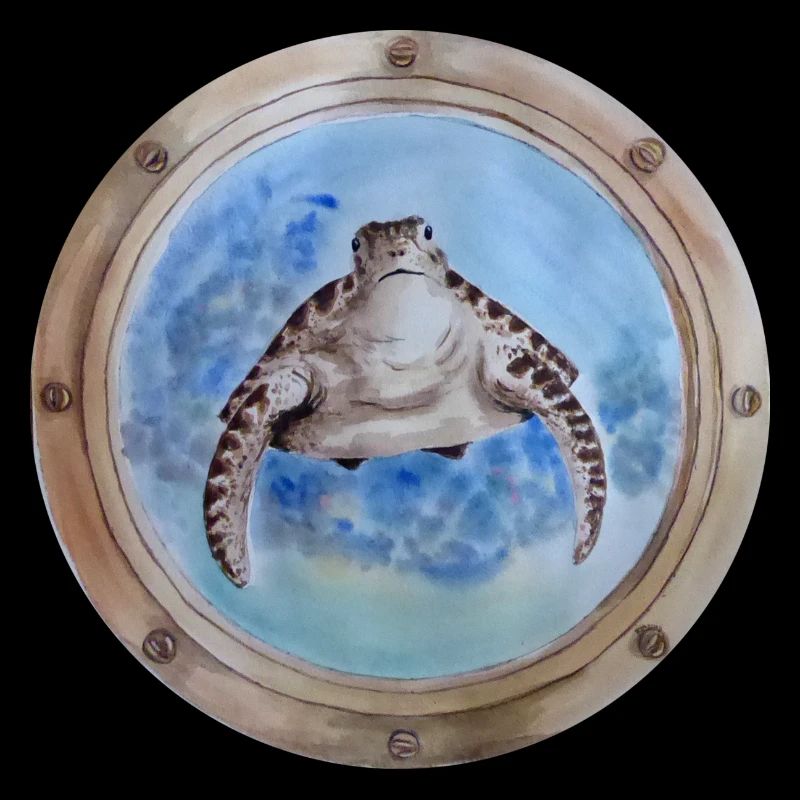 Bullauge Schildkröte