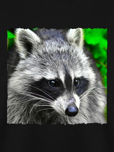 Besuch vom Waschbär