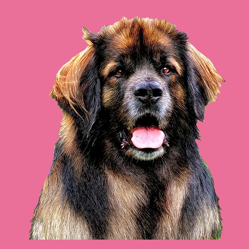 Leonberg 2