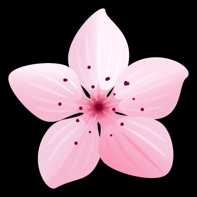 Blume Sakura Japan Frühling