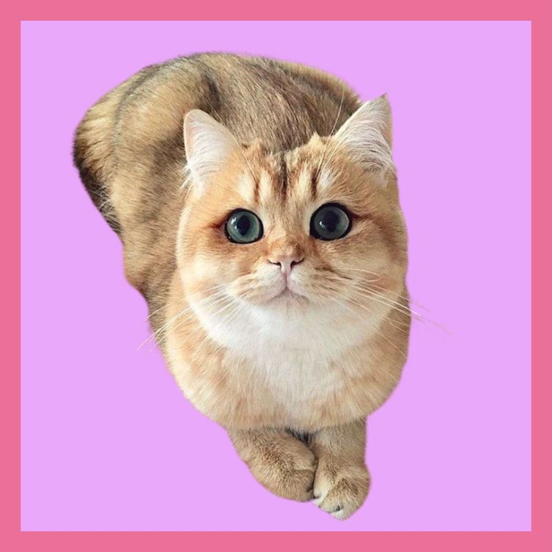 Katze 4