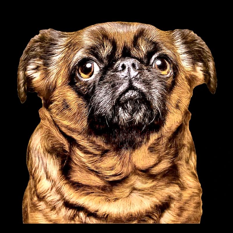 Brüssel Griffon 2