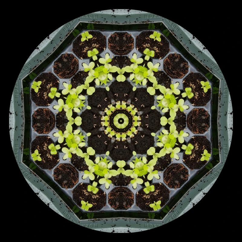 GreatAmandaling