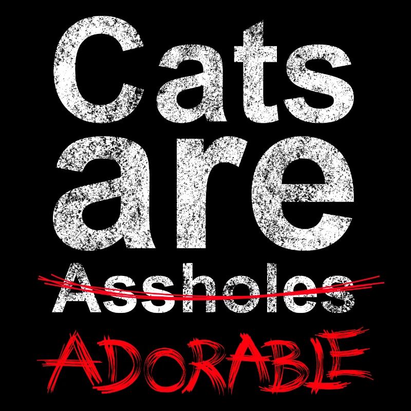 Adorables Chats 1