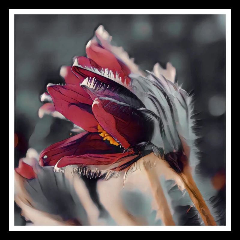 Küchenschelle Blumen Art