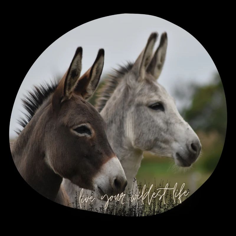 Esel-Liebe