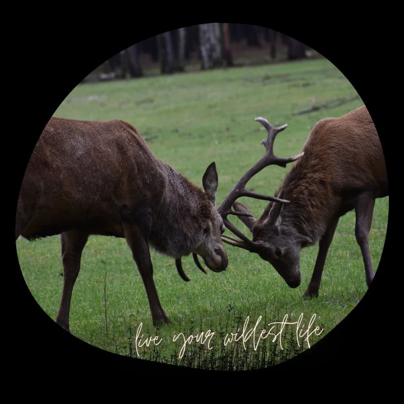 Rotwild-Liebe