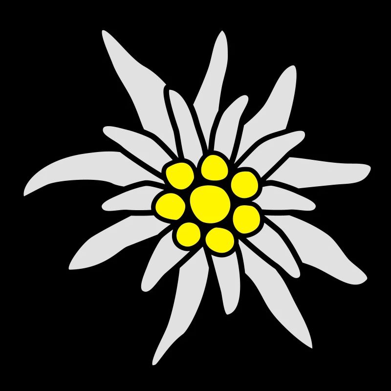Edelweiss fleur