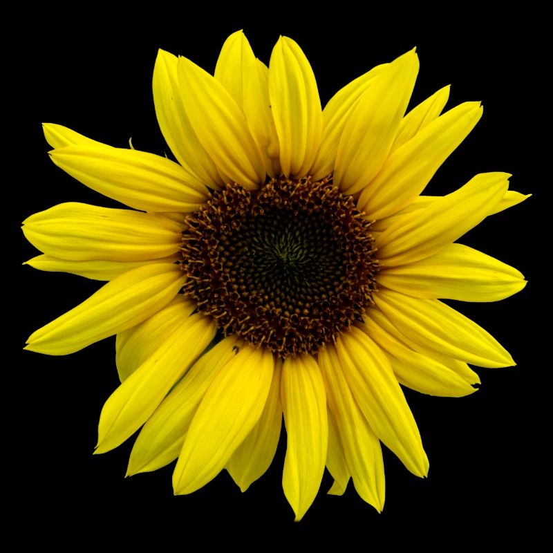 Sonnenblume