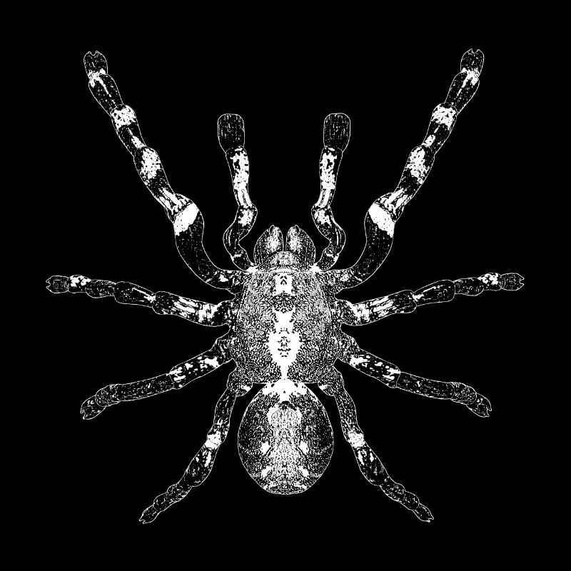 Spider, arachnid
