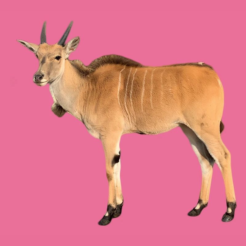 Antilope