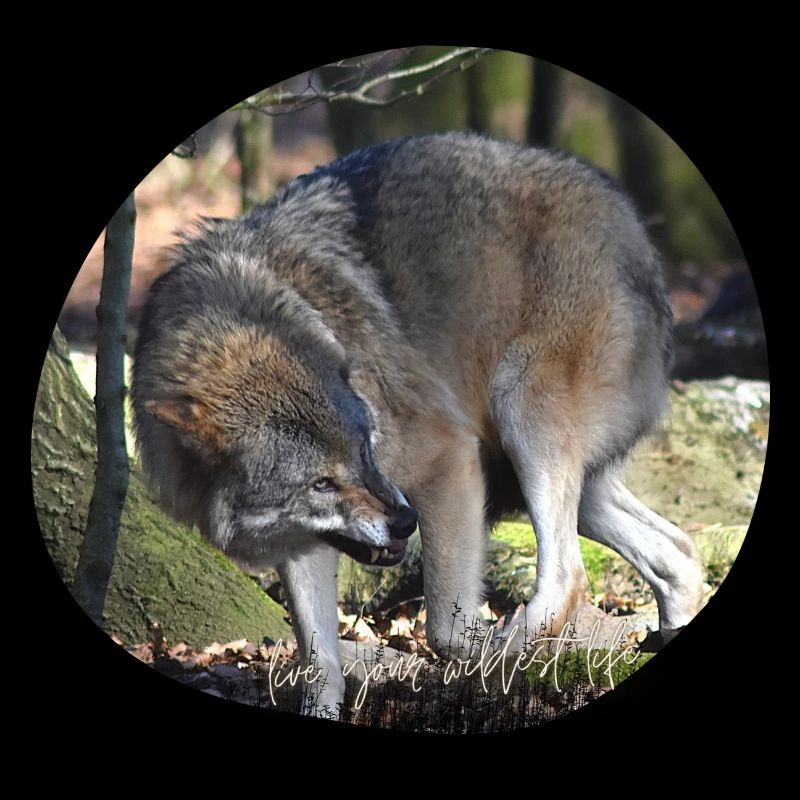 Wolf-Liebe